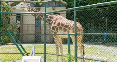 福岡市動物園サポーター